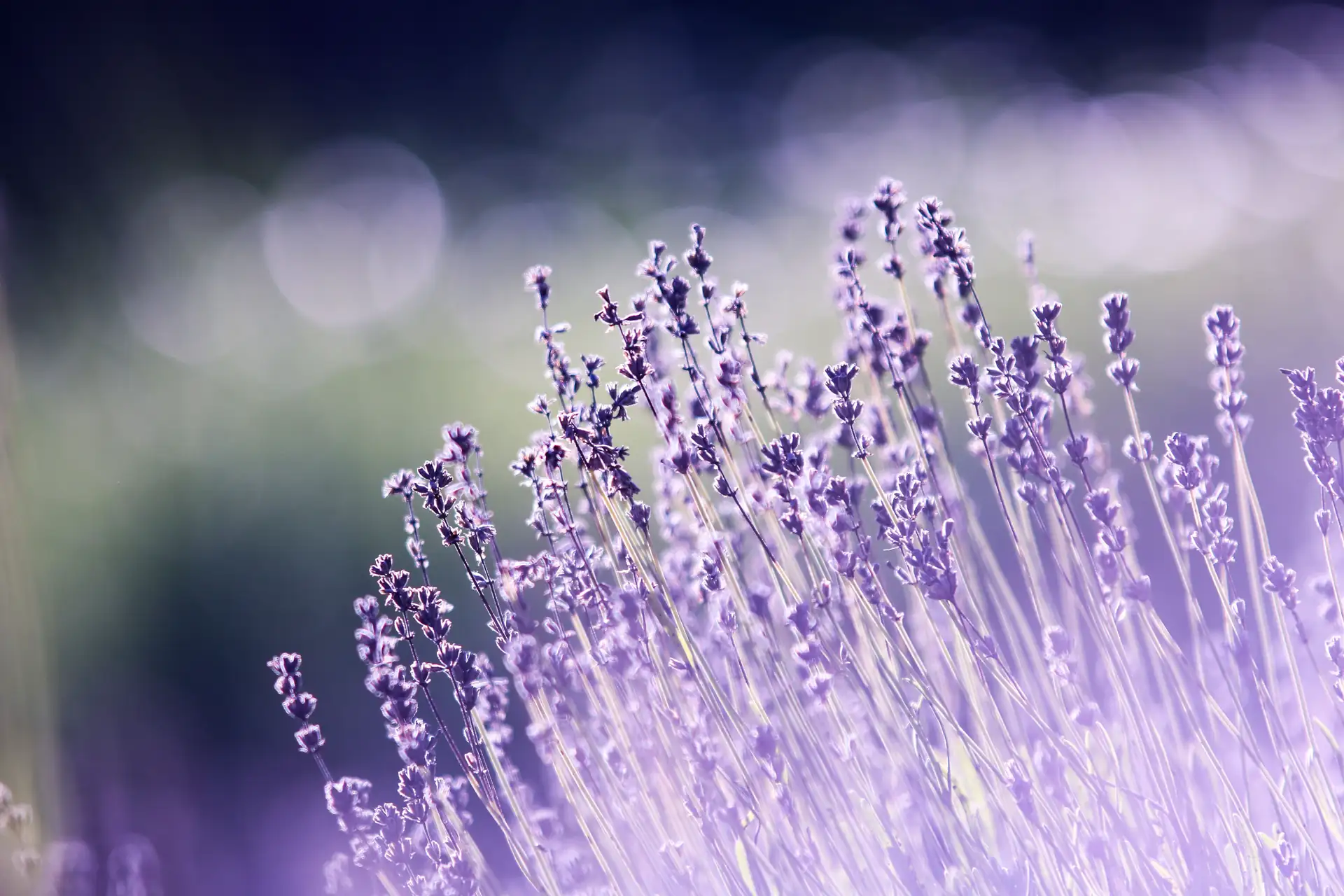 Blühender Lavendel im Gegenlicht